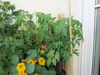 IMG_2198.webp