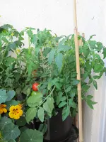 IMG_2197a.webp