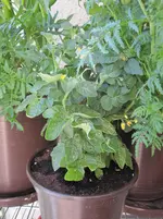IMG_2199a.webp