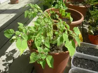 DSCN1250.webp