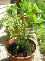 DSCN1251.webp