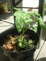 DSCN1252.webp