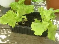 DSCN1254.webp