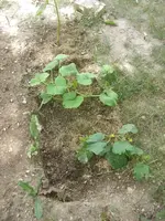 DSCN1257.webp