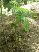 DSCN1259.webp