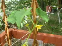 DSCN1260.webp