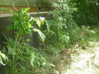 DSCN1265.webp