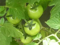 DSCN1266.webp