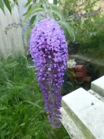 P1110912.webp