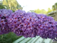 P1110916.webp