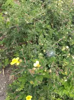 004.webp