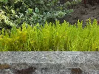 SAM_4560.webp