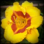 tmp_8212-CYMERA_20140616_130148102653636.webp