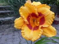 P1120517.webp