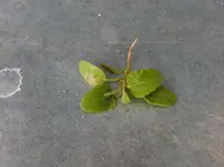 CIMG3341.webp
