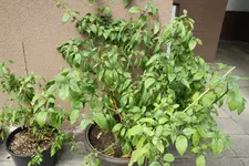 IMG_1531.webp