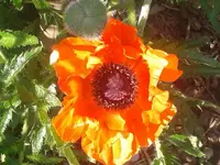 215.webp