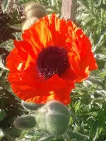 216.webp