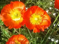 023.webp