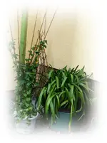 Agapanthus und Thunbergia.webp