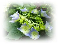 Blaue Hortensie.webp