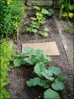 Hokaido und Butternut.webp