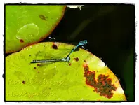 Libelle.webp