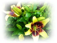 Lilie.webp