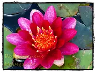 rote Seerose (2).webp