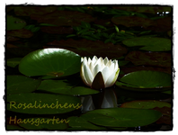 Seerose.webp