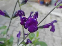 P1110290.webp