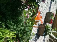 IMG_3949[1].webp