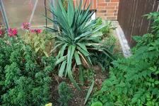 Yucca.webp