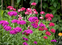 IMG_1308.webp