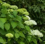IMG_1323.webp
