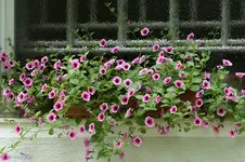IMG_1326.webp