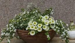 IMG_1331.webp