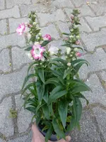 P1110809.webp