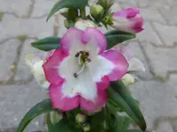 P1110810.webp