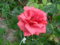 DSC03460.webp