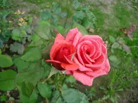 DSC03461.webp
