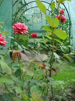 DSC03462.webp