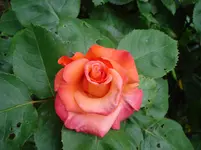 DSC03465.webp