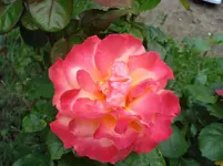 DSC03466.webp