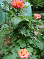 DSC03467.webp
