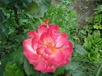 DSC03468.webp