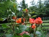 DSC03469.webp