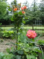 DSC03470.webp