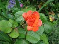DSC03471.webp