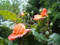 DSC03474.webp